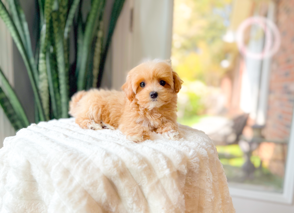 Cute Maltipoo Poodle Mix Pup