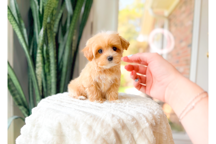 Maltipoo Pup Being Cute