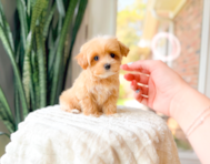 10 week old Maltipoo Puppy For Sale - Simply Southern Pups