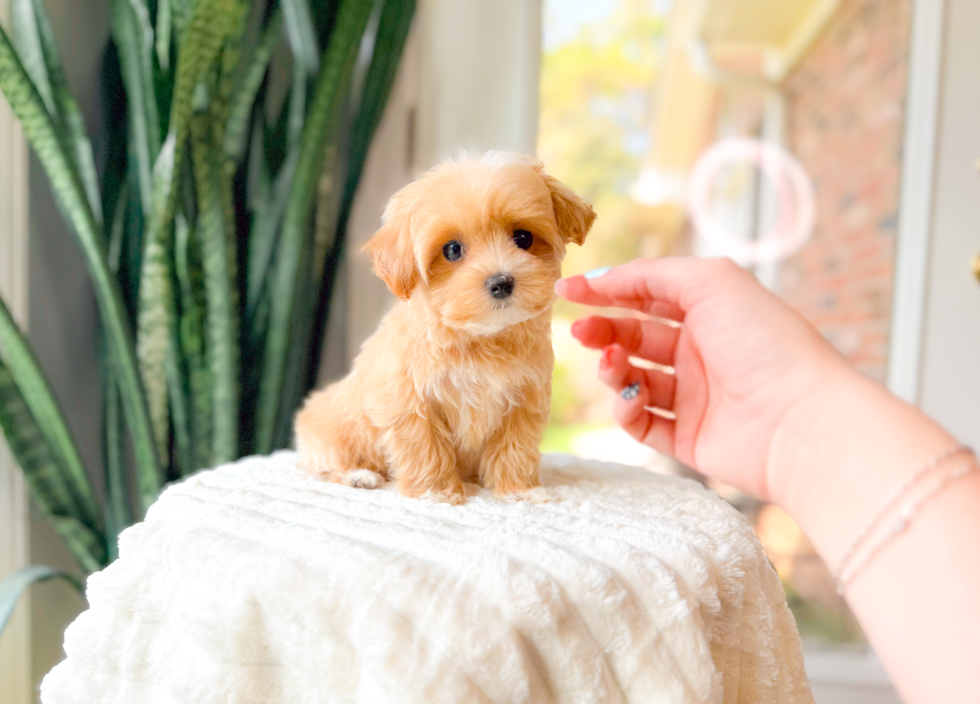 Maltipoo Pup Being Cute
