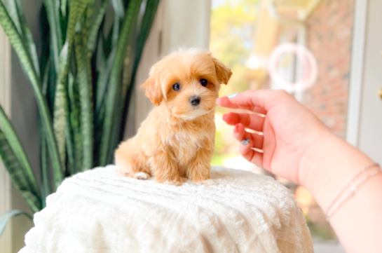 Maltipoo Pup Being Cute