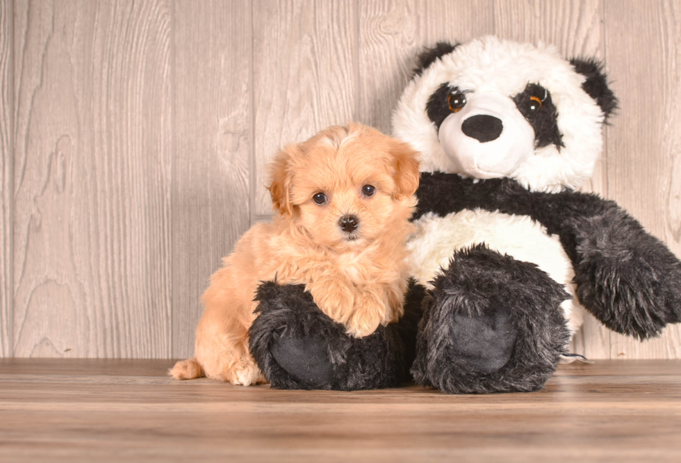 Cute Maltipoo Poodle Mix Pup