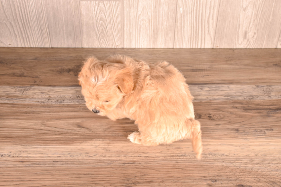 Cute Malt a Poo Poodle Mix Puppy