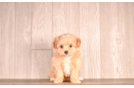 Cute Malt a Poo Poodle Mix Puppy