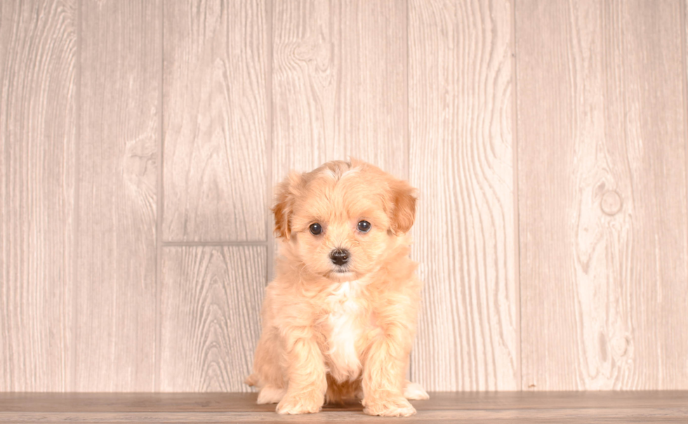 Cute Malt a Poo Poodle Mix Puppy