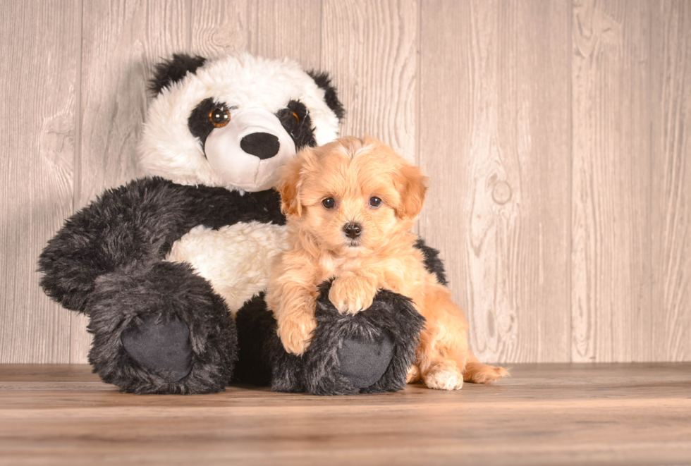 Maltipoo Puppy for Adoption