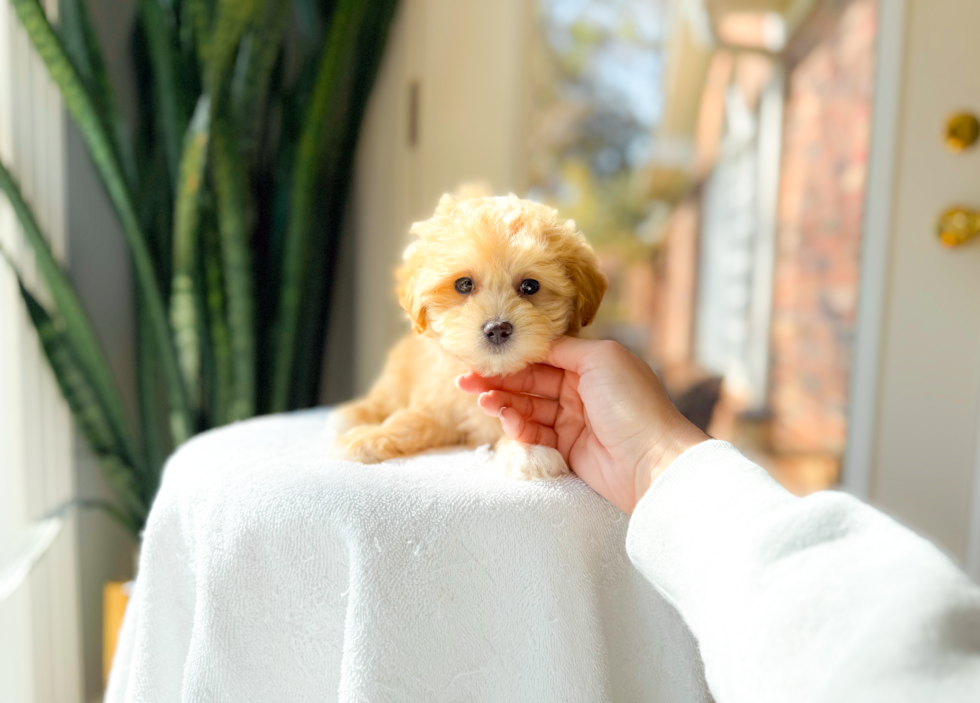 Cute Maltipoo Poodle Mix Pup