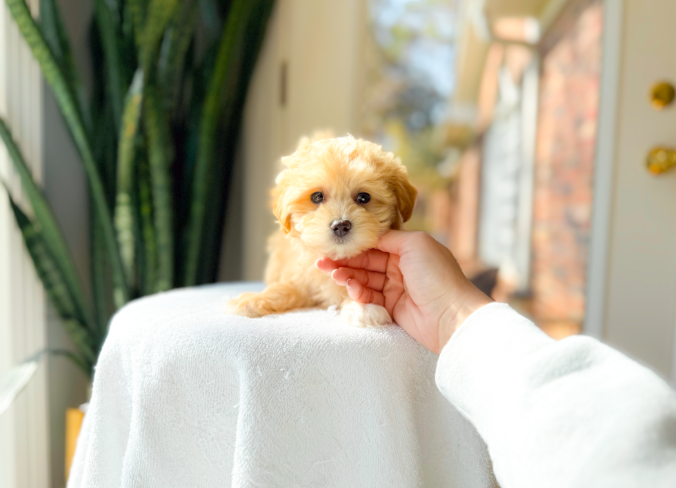 Cute Maltipoo Poodle Mix Pup
