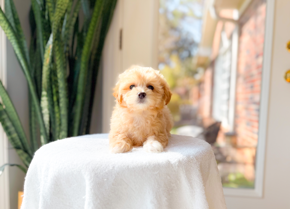 Maltipoo Pup Being Cute