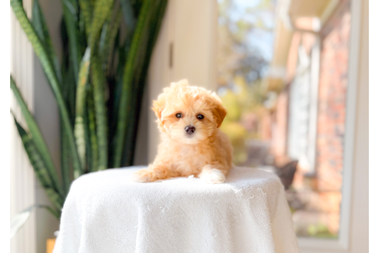 Cute Malt a Poo Poodle Mix Puppy