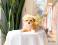 10 week old Maltipoo Puppy For Sale - Simply Southern Pups