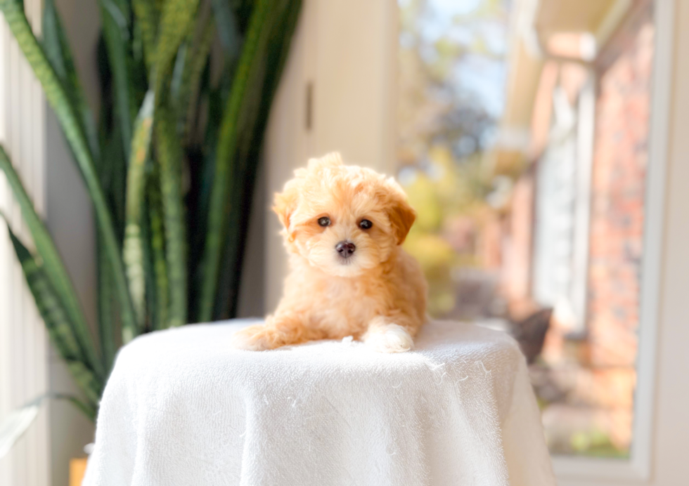 Cute Malt a Poo Poodle Mix Puppy