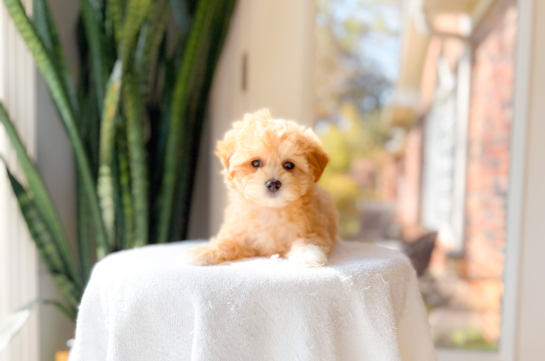 Cute Malt a Poo Poodle Mix Puppy