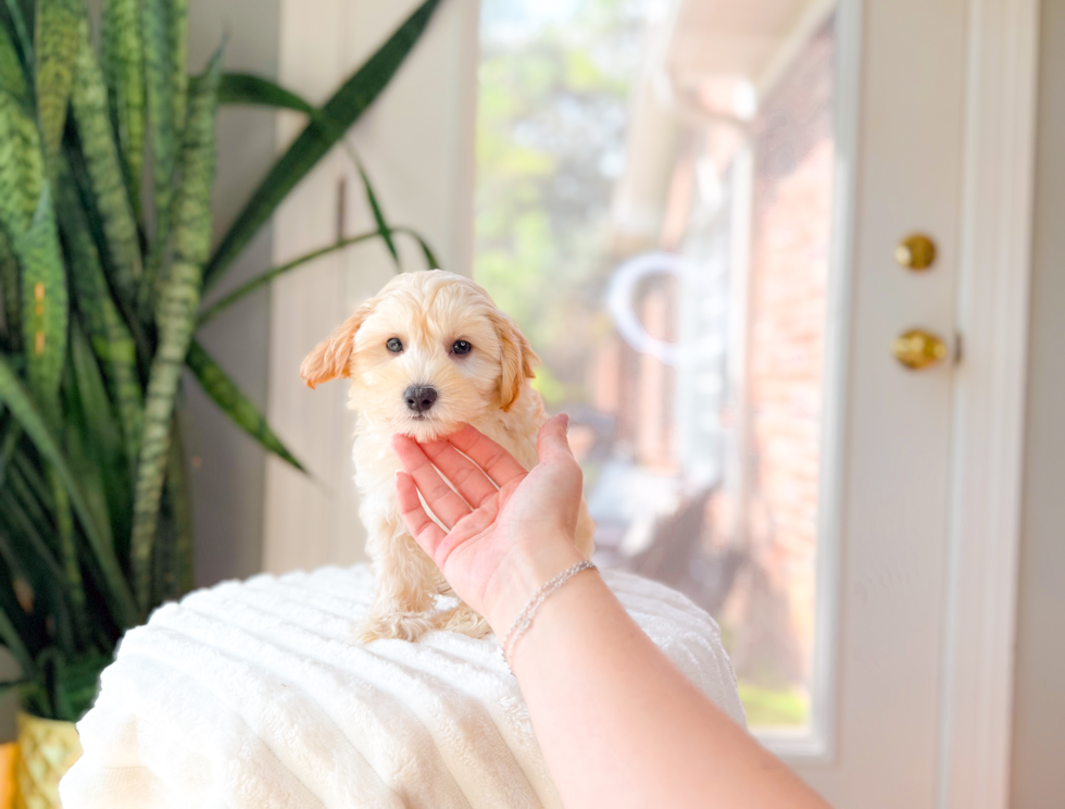 Cute Malt a Poo Poodle Mix Puppy