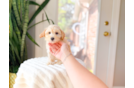 Best Maltipoo Baby