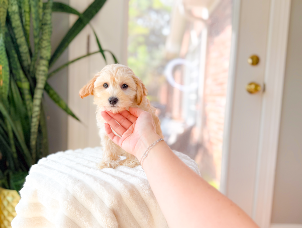 Best Maltipoo Baby