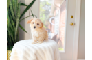 Maltipoo Puppy for Adoption