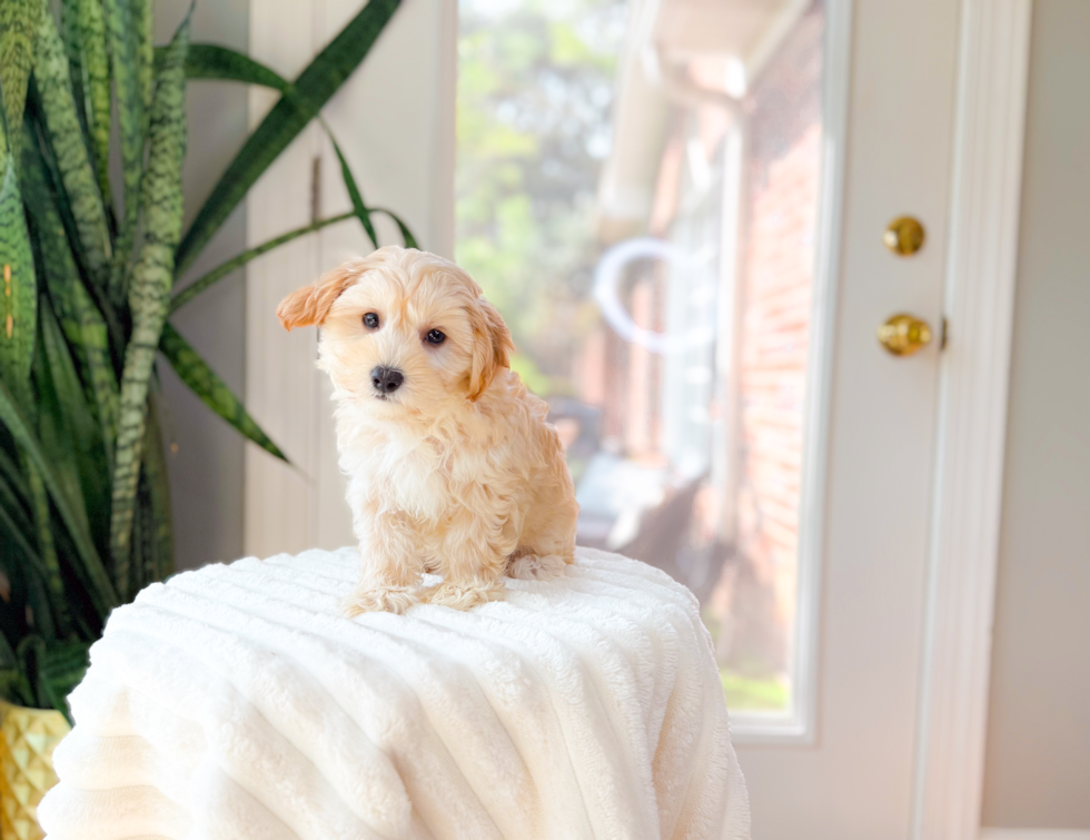 Maltipoo Puppy for Adoption