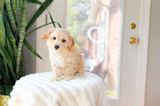 Maltipoo Puppy for Adoption