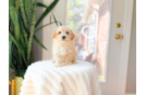 Best Maltipoo Baby