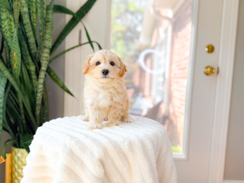 Best Maltipoo Baby