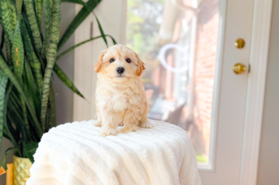 Best Maltipoo Baby