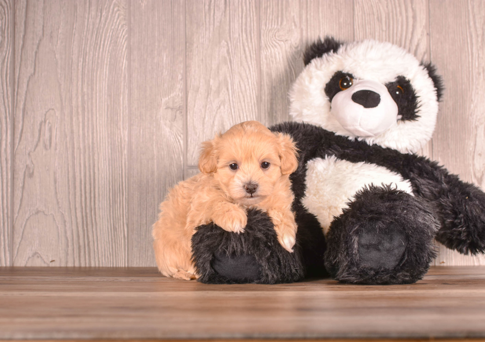 Maltipoo Pup Being Cute