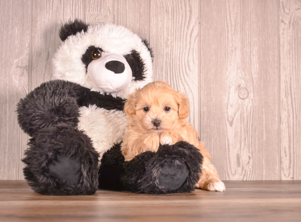 Cute Malt a Poo Poodle Mix Puppy