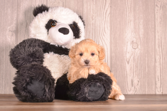 Cute Malt a Poo Poodle Mix Puppy