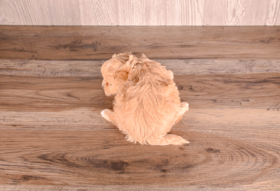 Maltipoo Puppy for Adoption