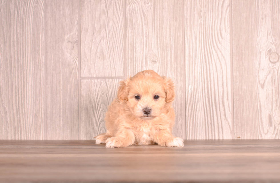 Cute Malt a Poo Poodle Mix Puppy