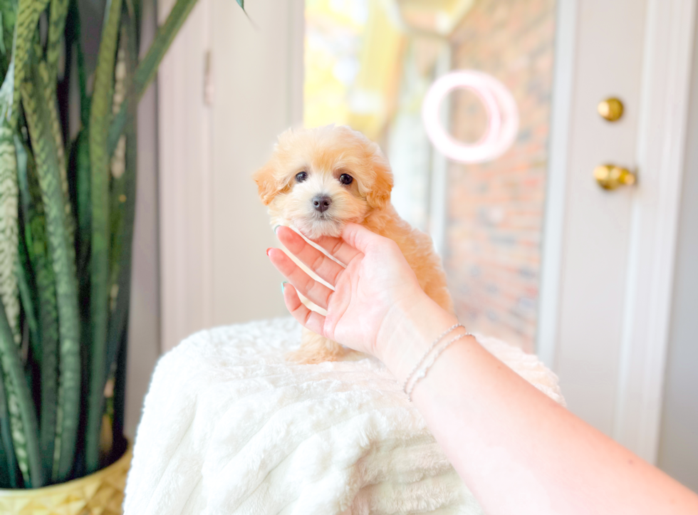 Maltipoo Pup Being Cute
