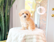 8 week old Maltipoo Puppy For Sale - Simply Southern Pups