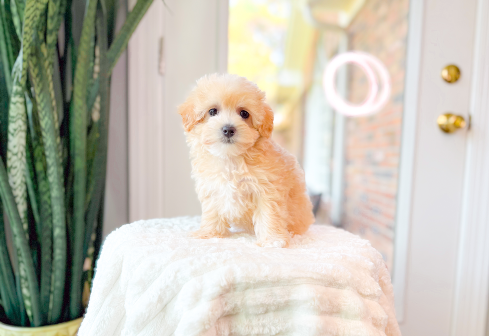 Maltipoo Puppy for Adoption