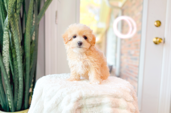 Maltipoo Puppy for Adoption