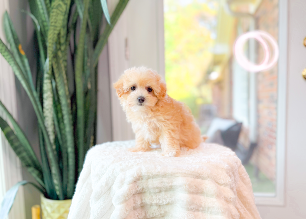 Best Maltipoo Baby