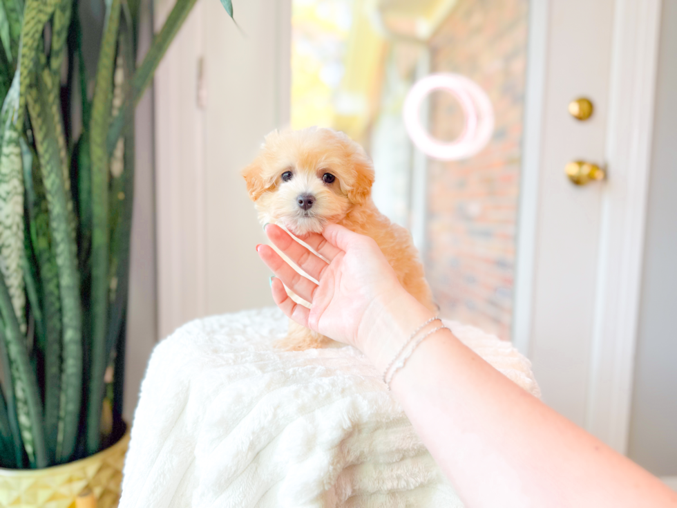Best Maltipoo Baby
