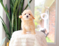 9 week old Maltipoo Puppy For Sale - Simply Southern Pups