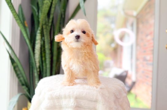 Cute Maltipoo Poodle Mix Pup