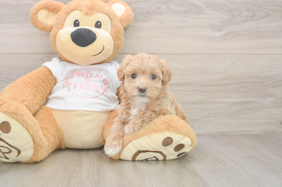 5 week old Maltipoo Puppy For Sale - Simply Southern Pups