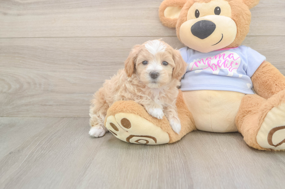 6 week old Maltipoo Puppy For Sale - Simply Southern Pups