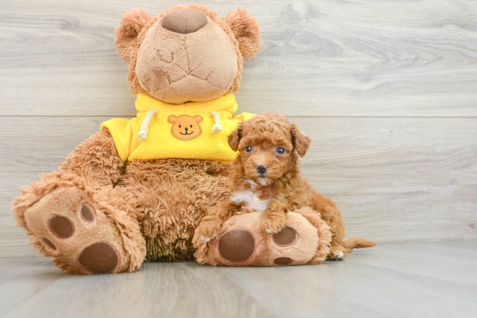 Friendly Maltipoo Baby