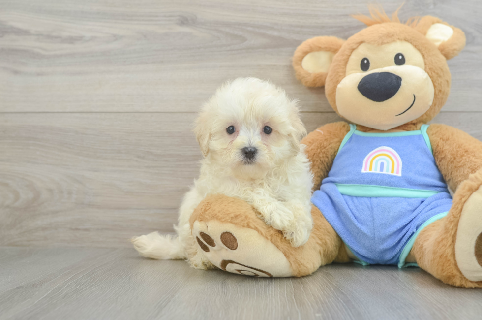 8 week old Maltipoo Puppy For Sale - Simply Southern Pups