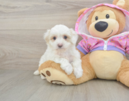 9 week old Maltipoo Puppy For Sale - Simply Southern Pups