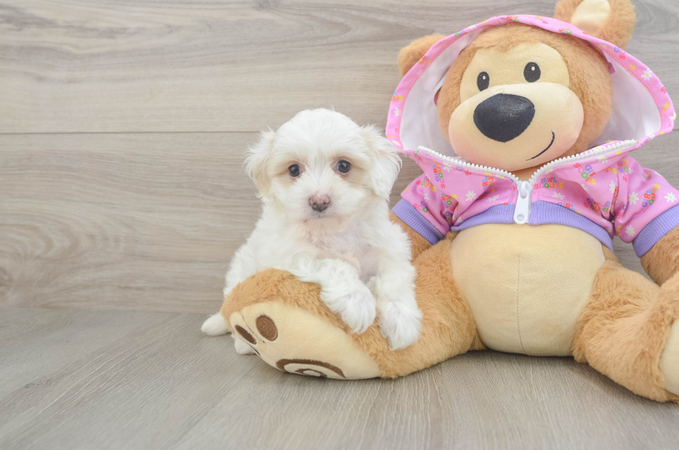 7 week old Maltipoo Puppy For Sale - Simply Southern Pups