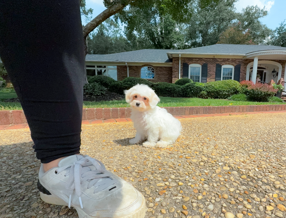 Best Maltipoo Baby