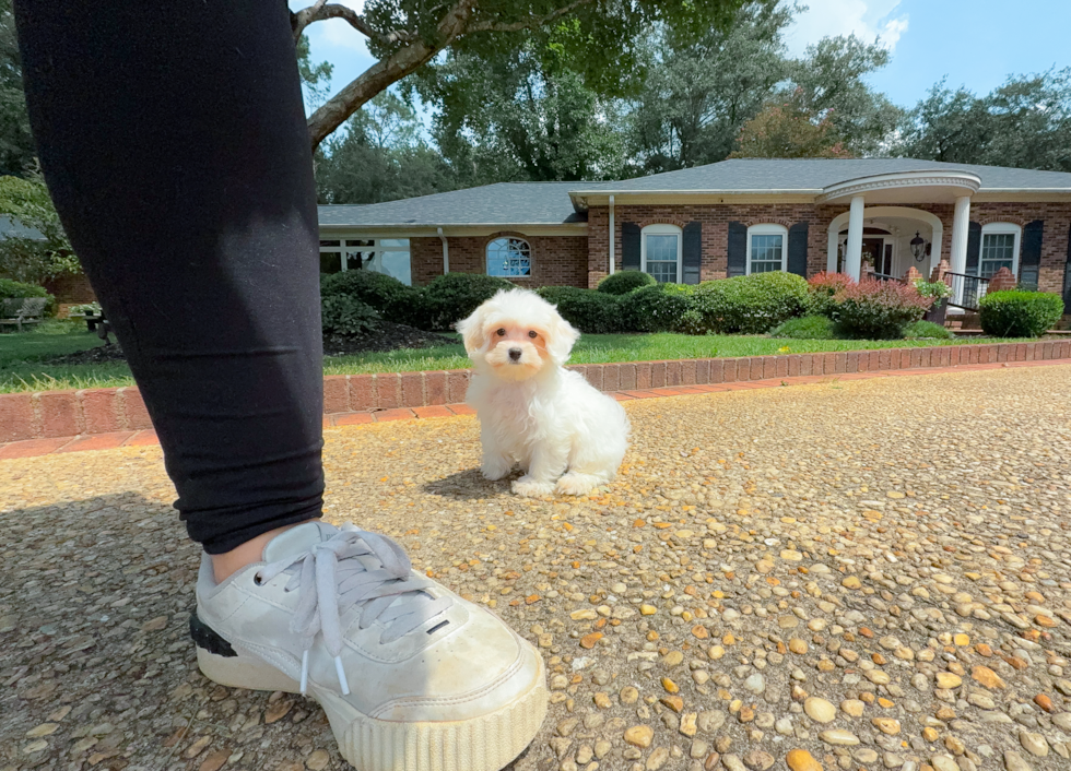 Cute Maltipoo Baby