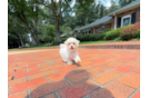 Maltipoo Pup Being Cute