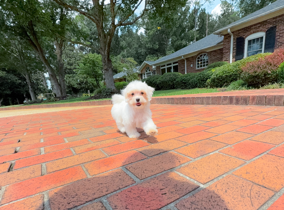 Maltipoo Pup Being Cute