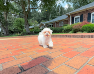 10 week old Maltipoo Puppy For Sale - Simply Southern Pups